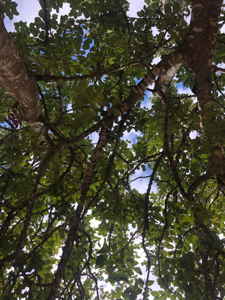 עץ. צילום: יעל אילן