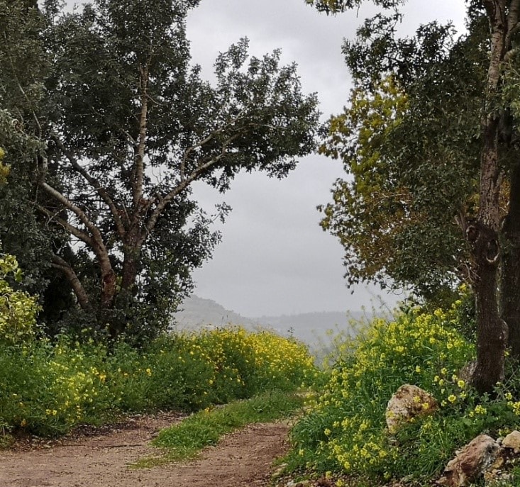 חזונות. צילום-נינו הרמן